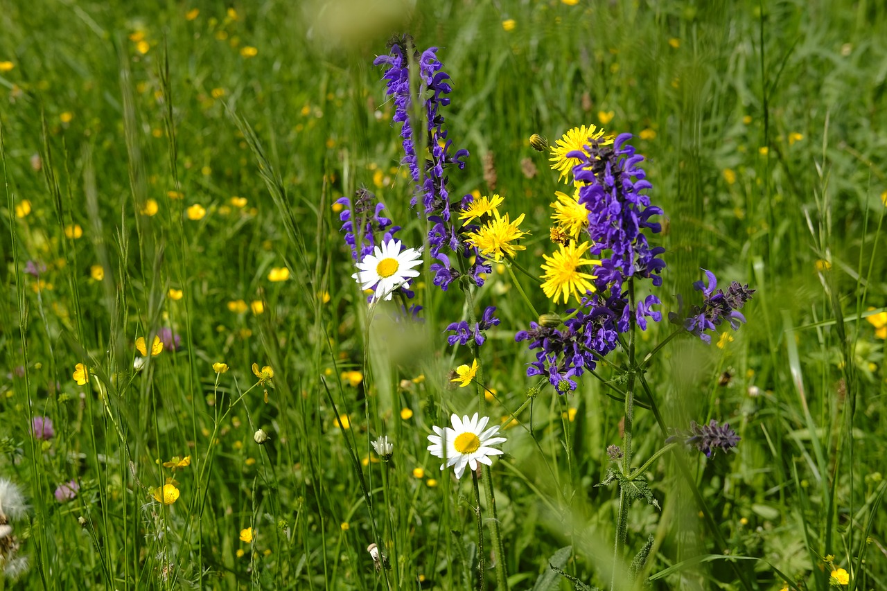 meadow  flower meadow  daisy free photo