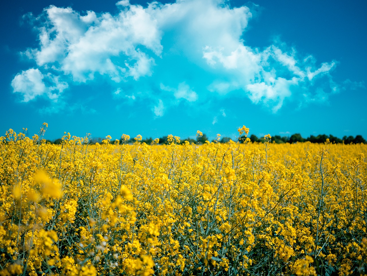 meadow  rapeseed  agriculture free photo