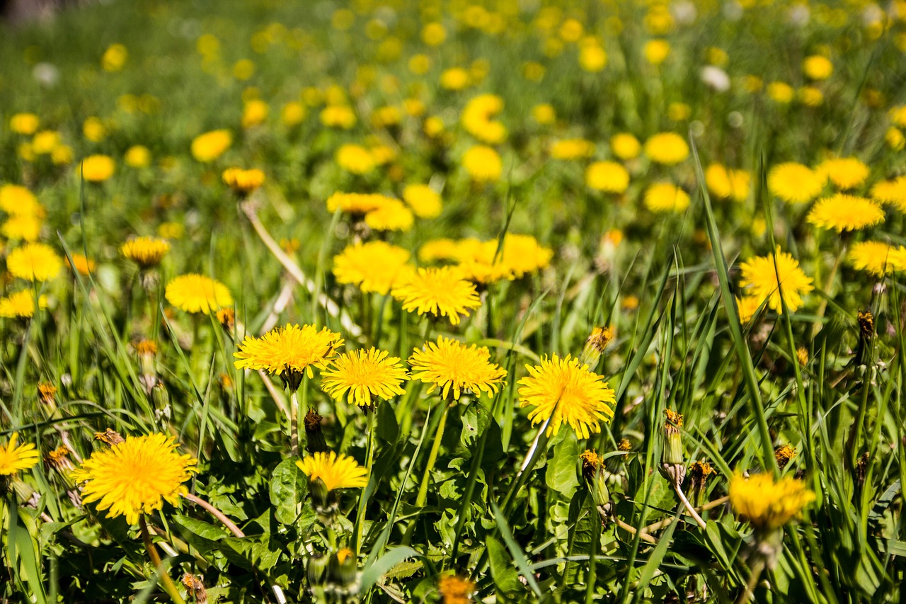 meadow  dandelion  spring free photo