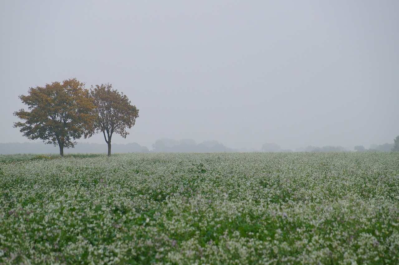 meadow  fog  tree free photo