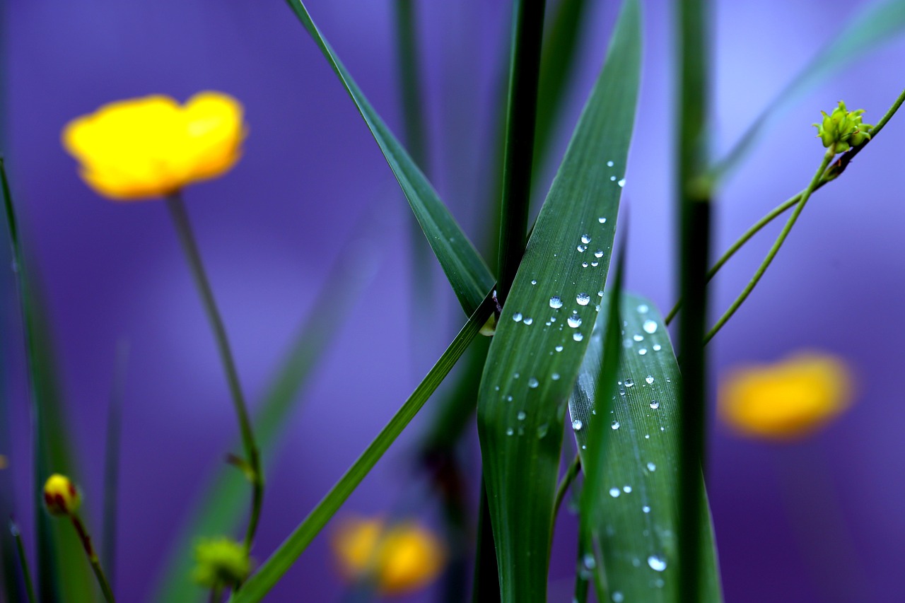 meadow  grass  dew free photo