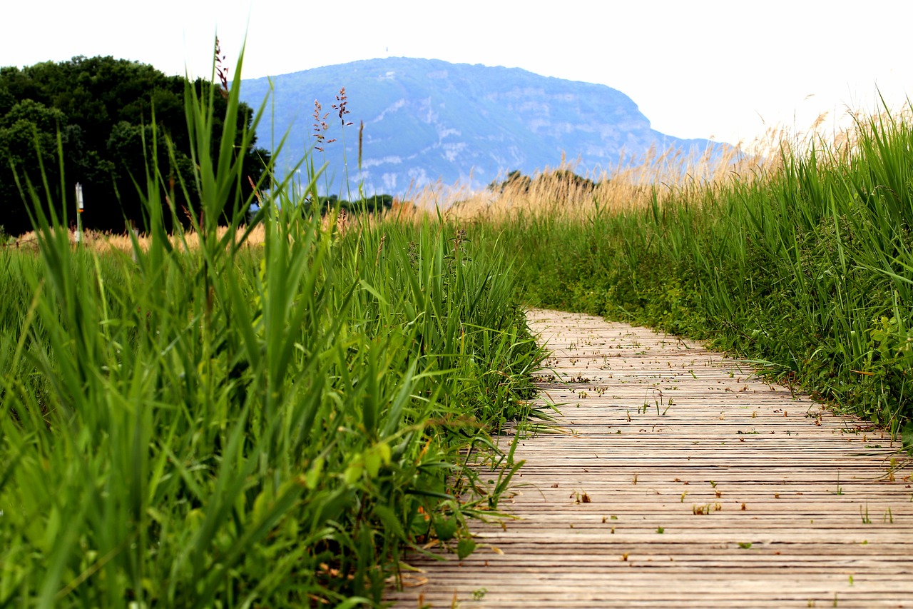 meadow  grass  green free photo