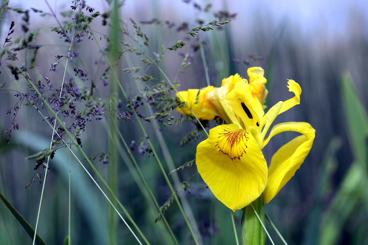 meadow  grass  dew free photo