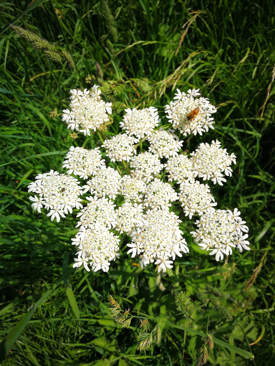 meadow  wild flower  nature free photo