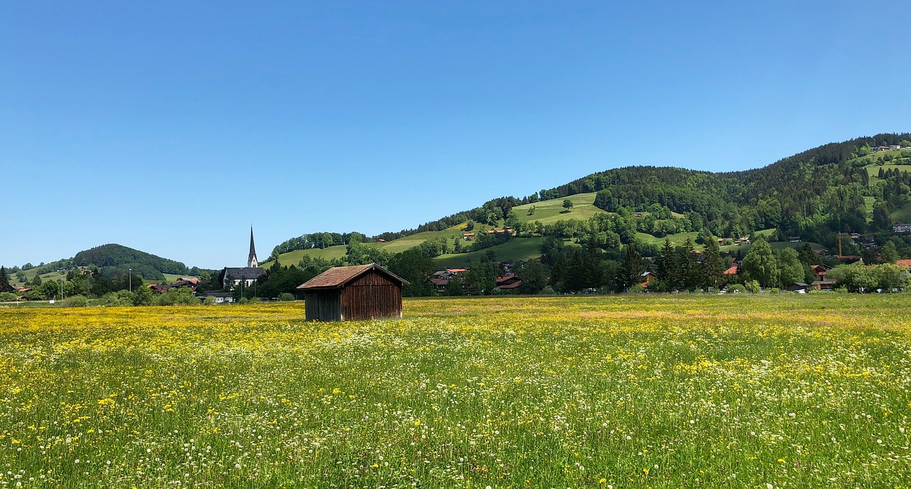 meadow  nature  landscape free photo