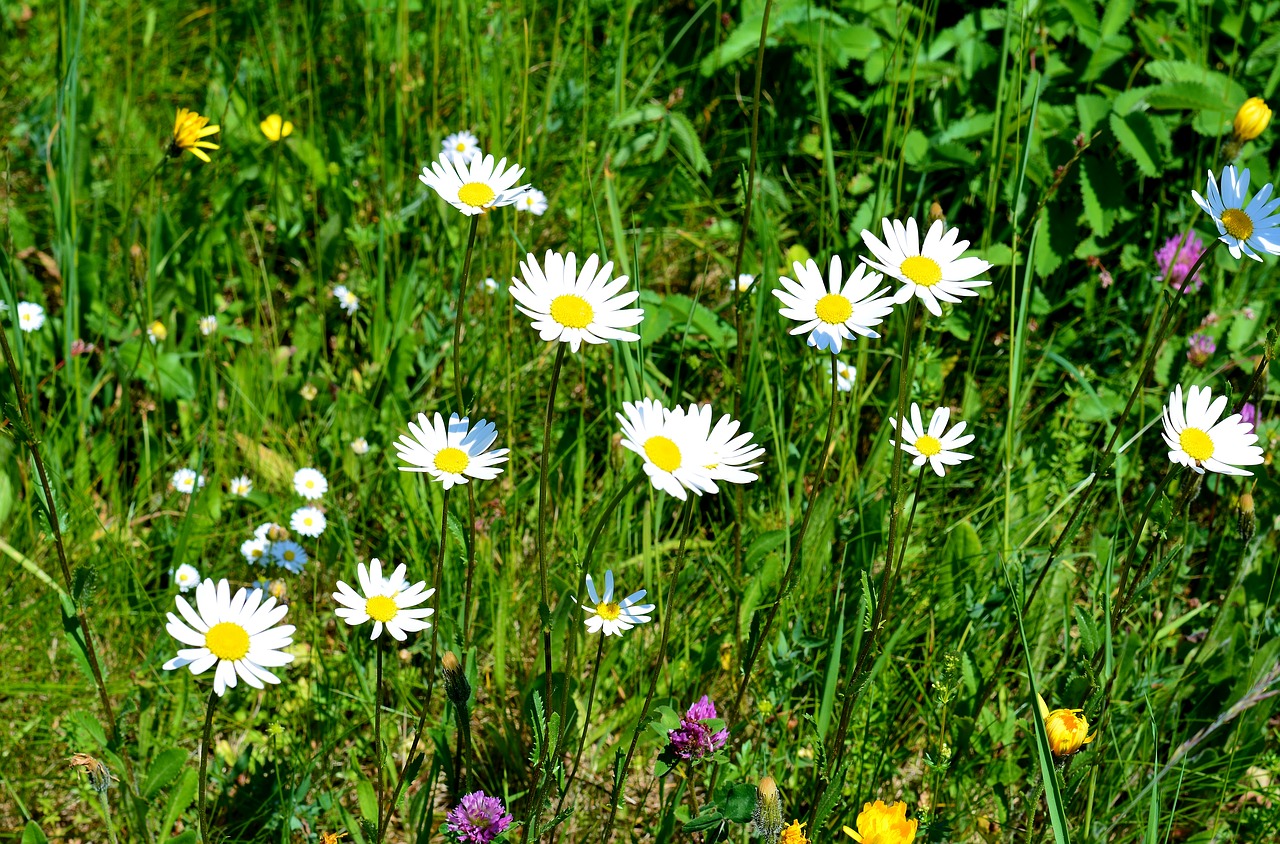 meadow  spring  flowers free photo