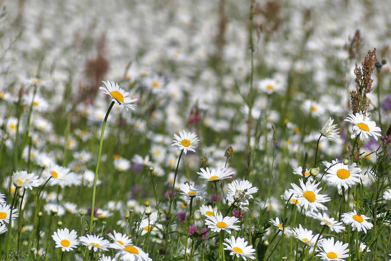 meadow  spring  flowers free photo