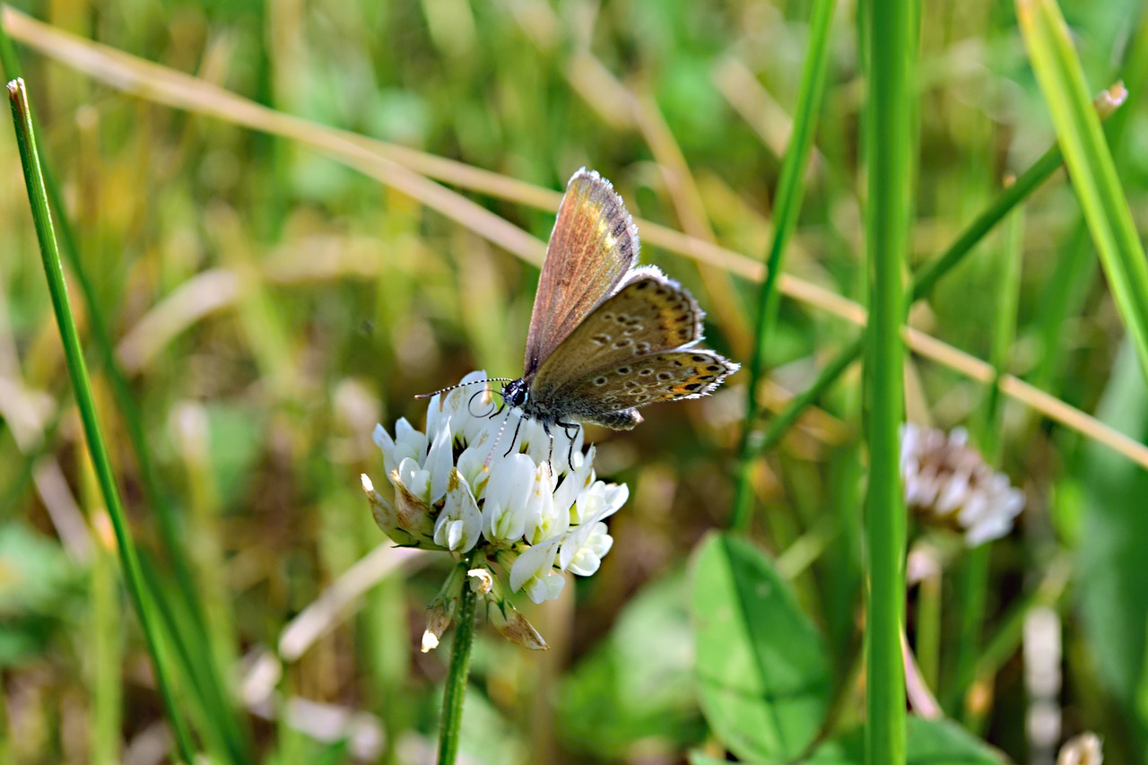 meadow  clover white  butterfly free photo