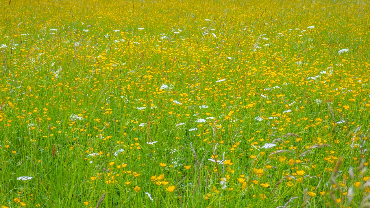 meadow  flower meadow  grass free photo