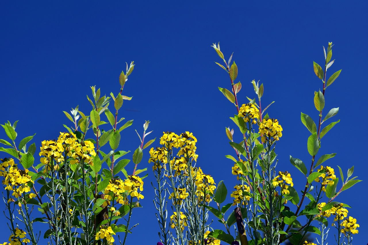 meadow  flowers  nature free photo