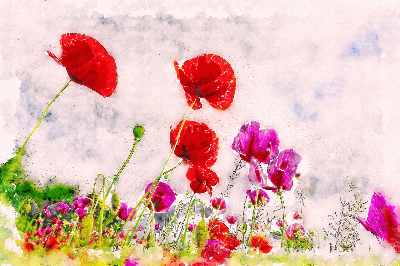 meadow  flowers  poppies free photo