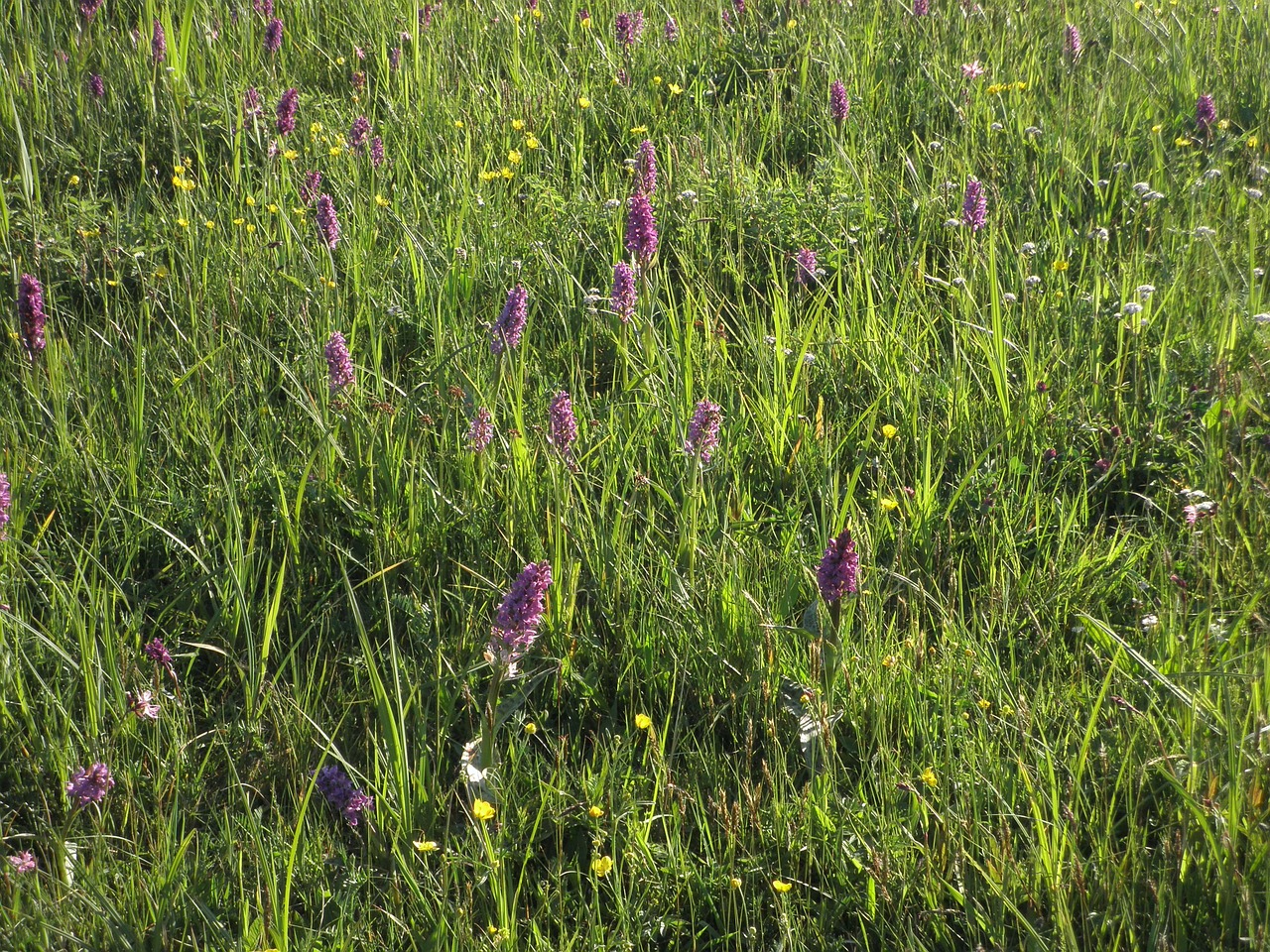 meadow orchid plant free photo