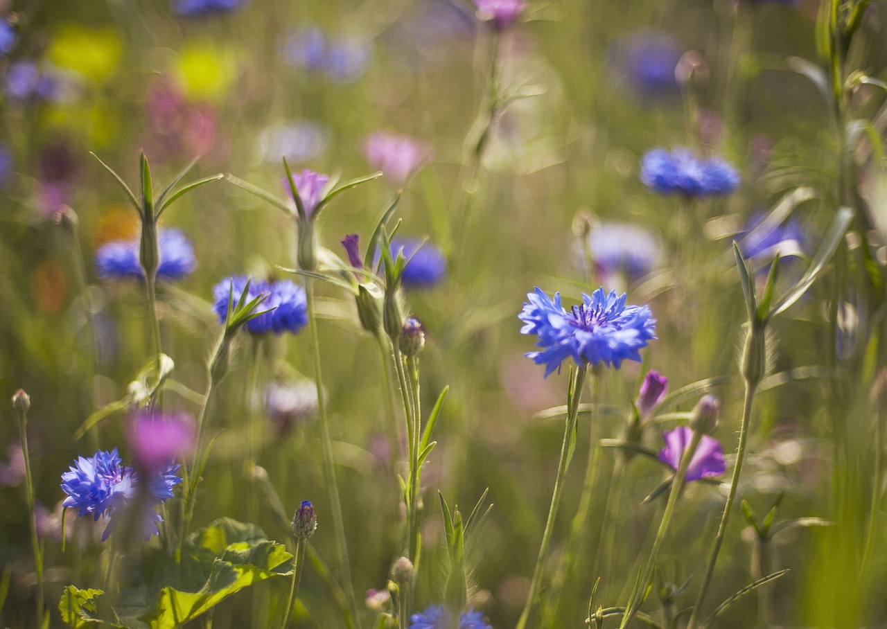 meadow  plants  cornflower free photo