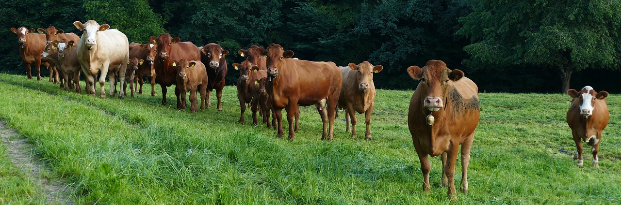 meadow  cows  expectation free photo