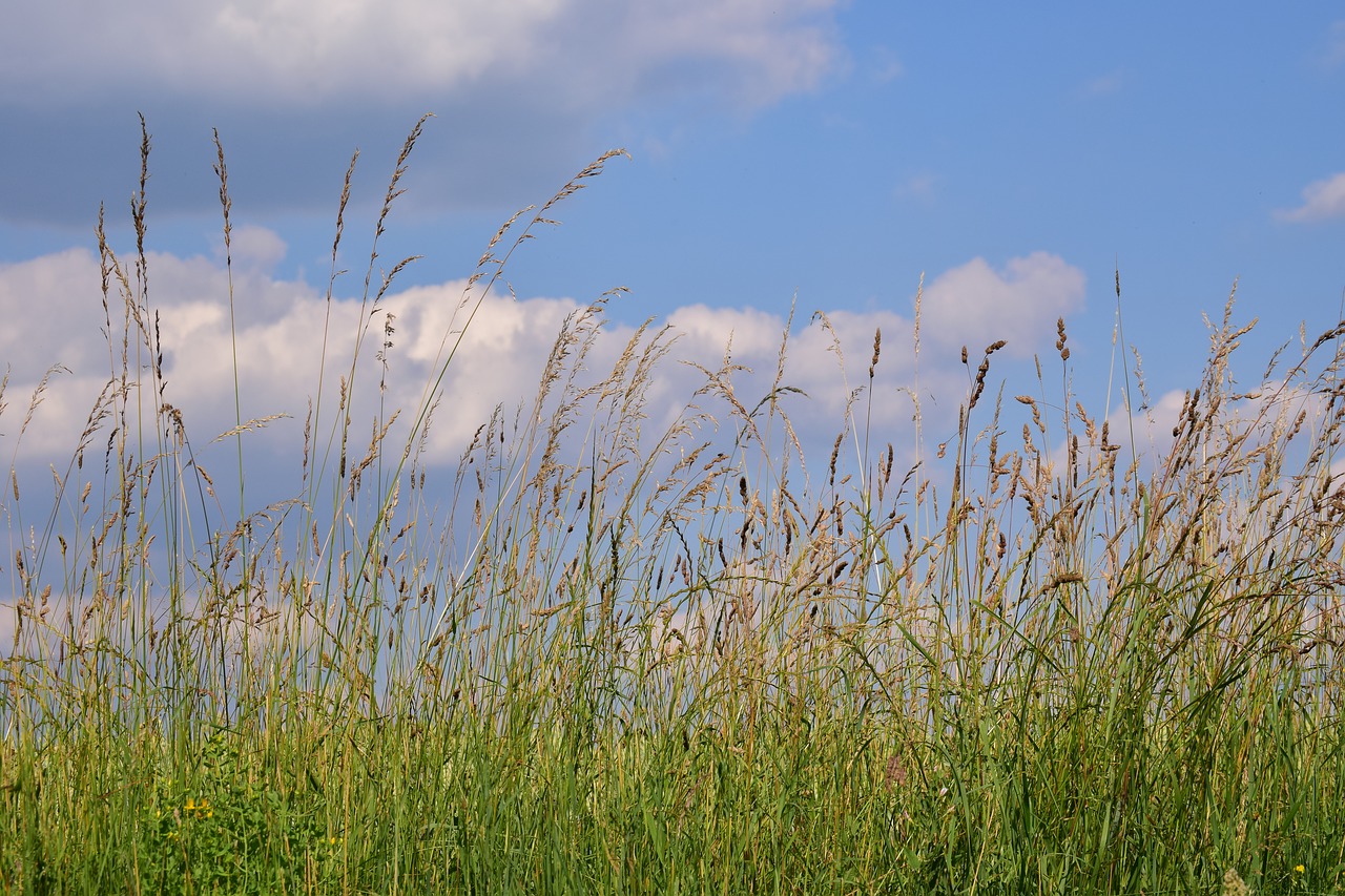 meadow  summer meadow  grass free photo