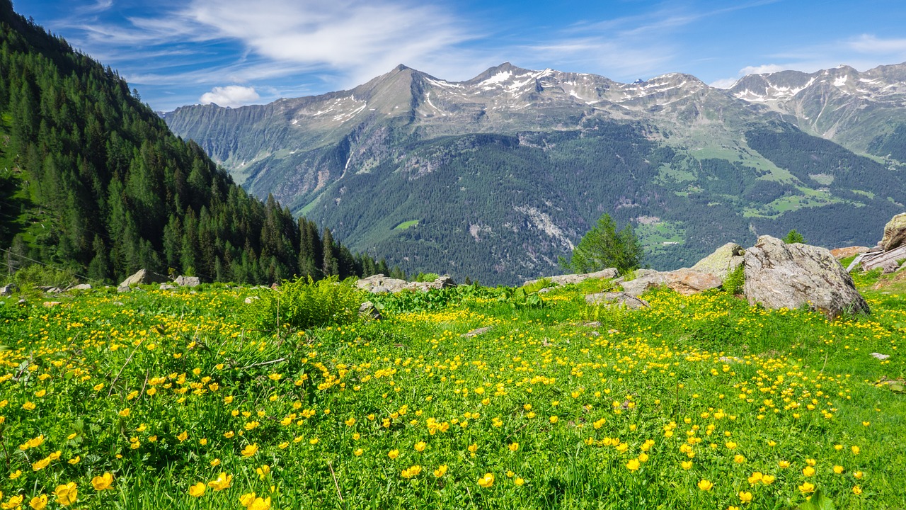 meadow  flowering meadow  mountains free photo