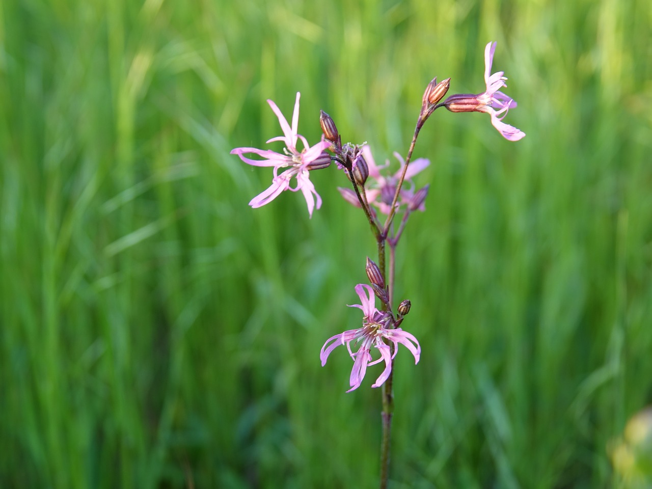 meadow  flower  flowers free photo