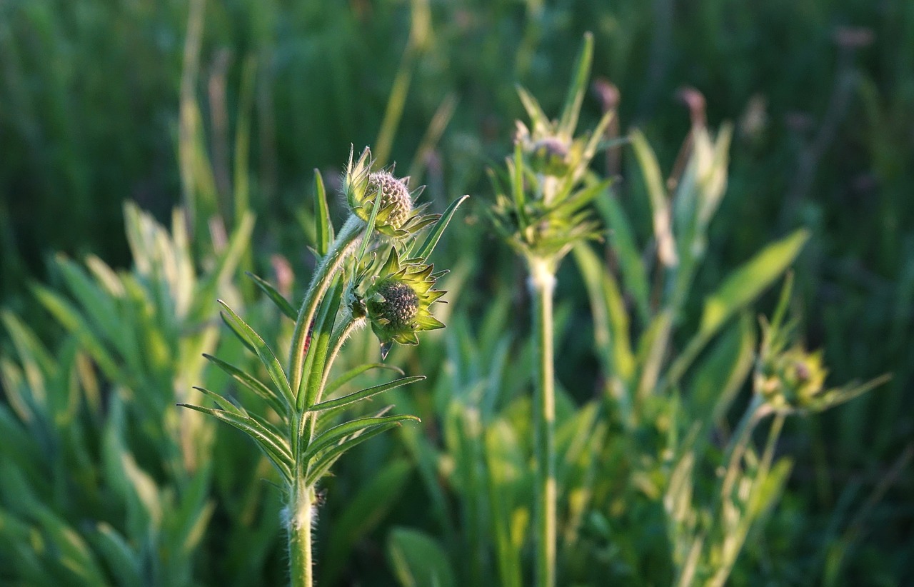 meadow  plants  flowers free photo