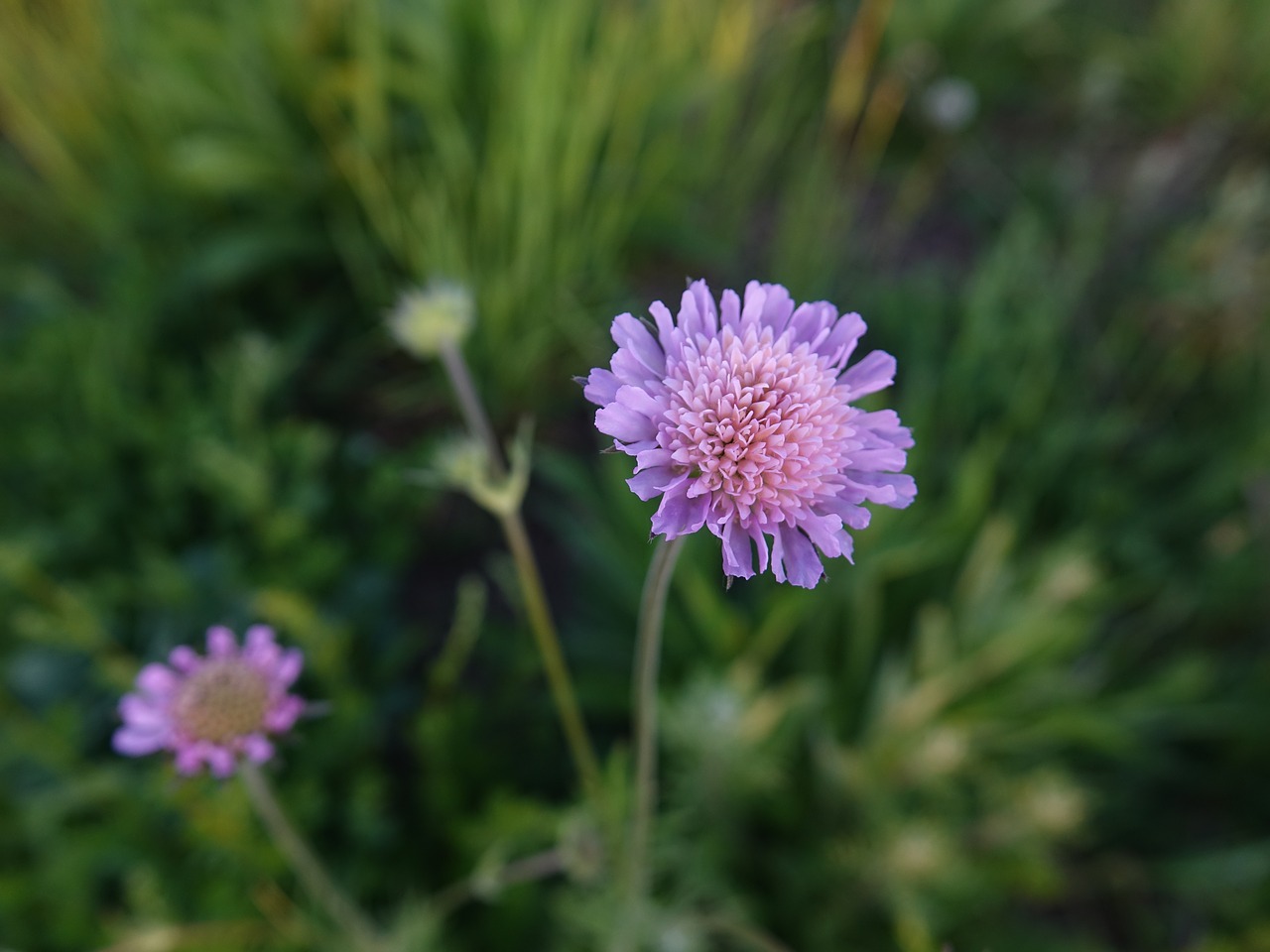 meadow  nature  chrastavec free photo