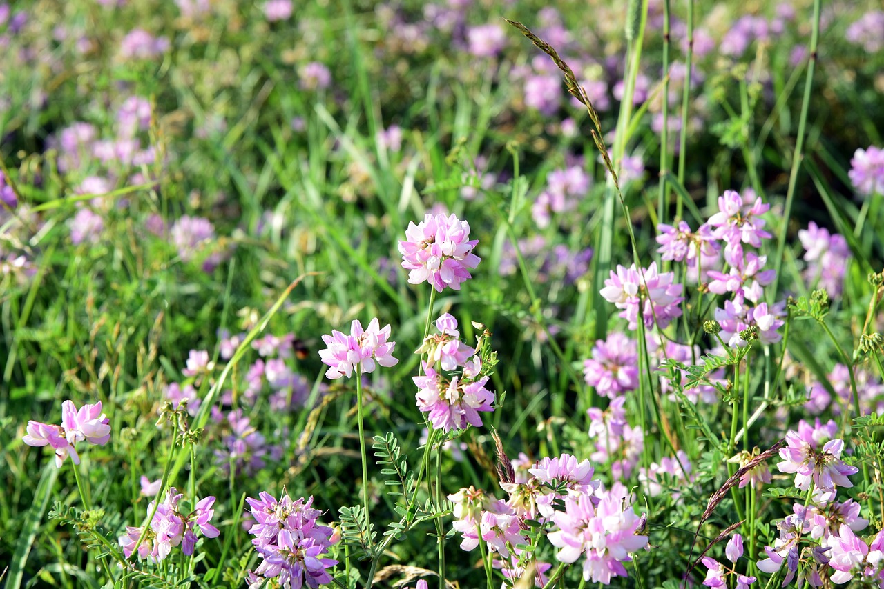 meadow  flower meadow  nature free photo