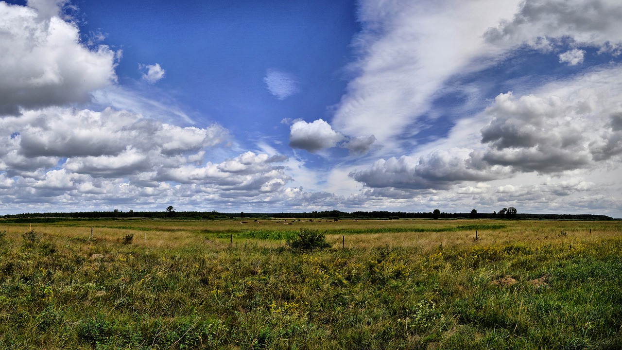 meadow  landscape  grass free photo