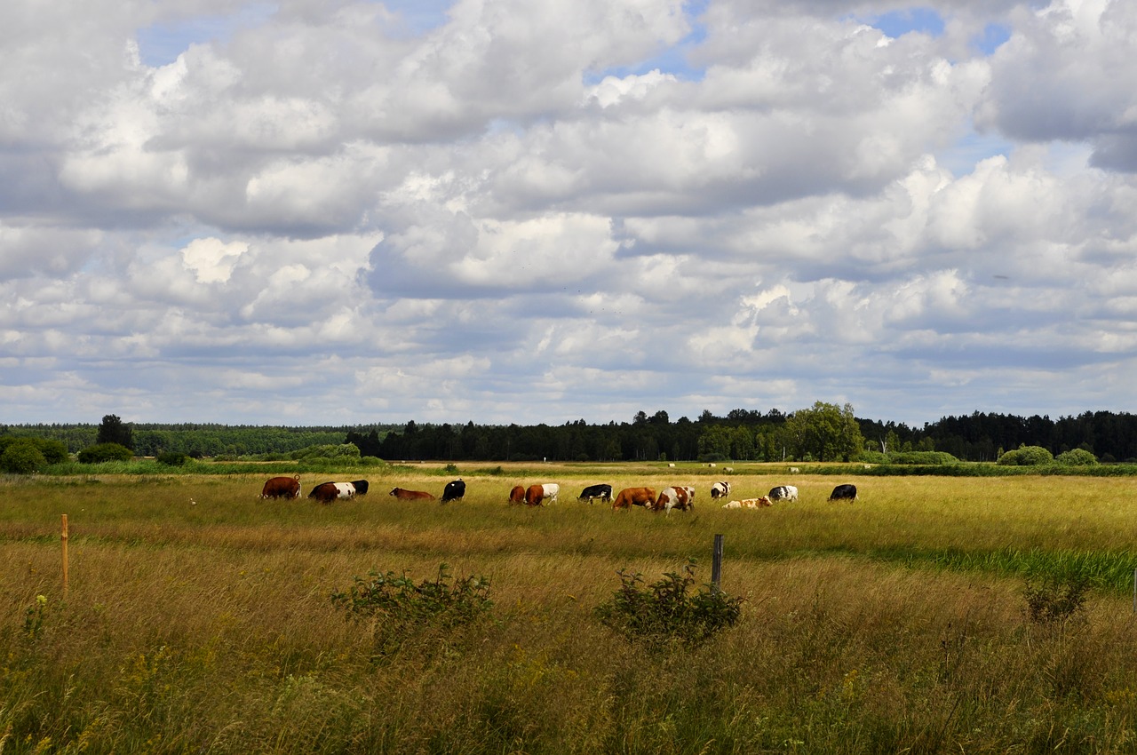 meadow  cows  cattle free photo