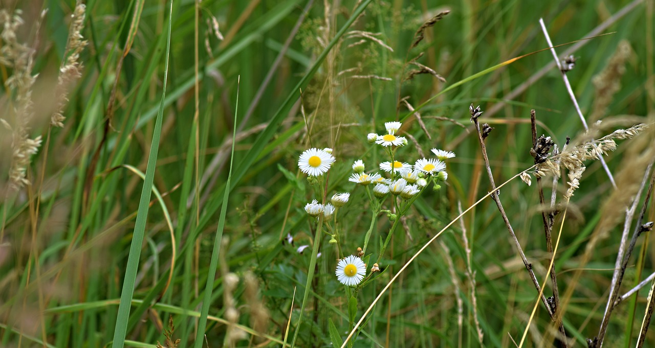 meadow  field flowers  grass free photo