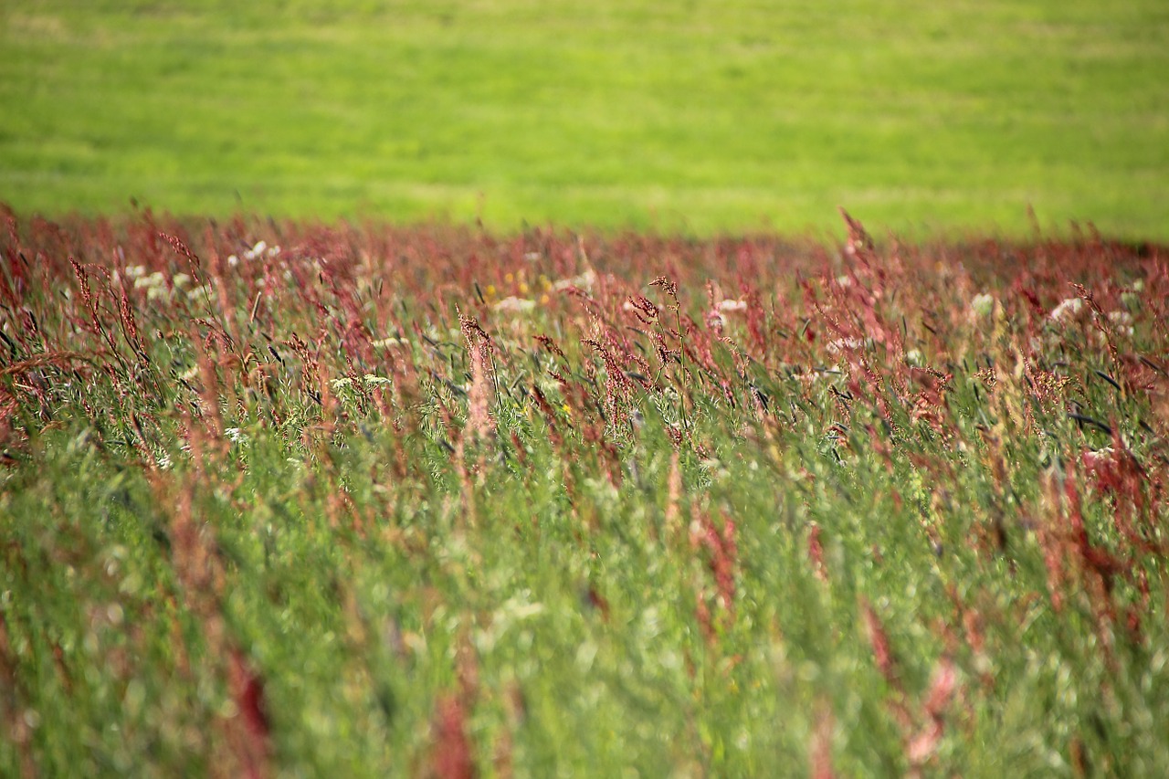 meadow flower meadow spring free photo