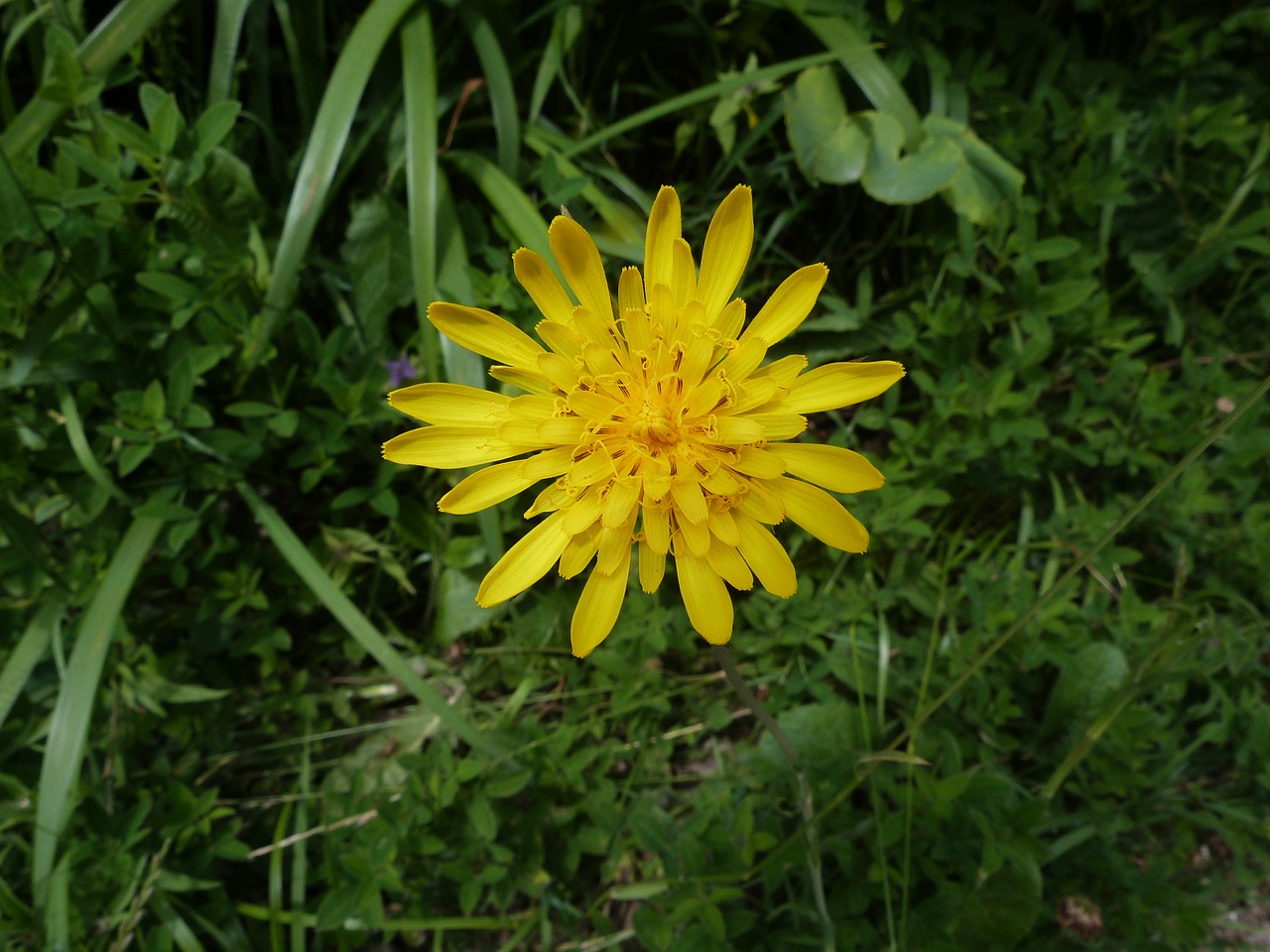 meadow  flower  yellow free photo