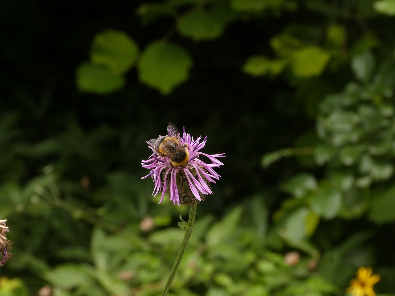 meadow  flower  bee free photo