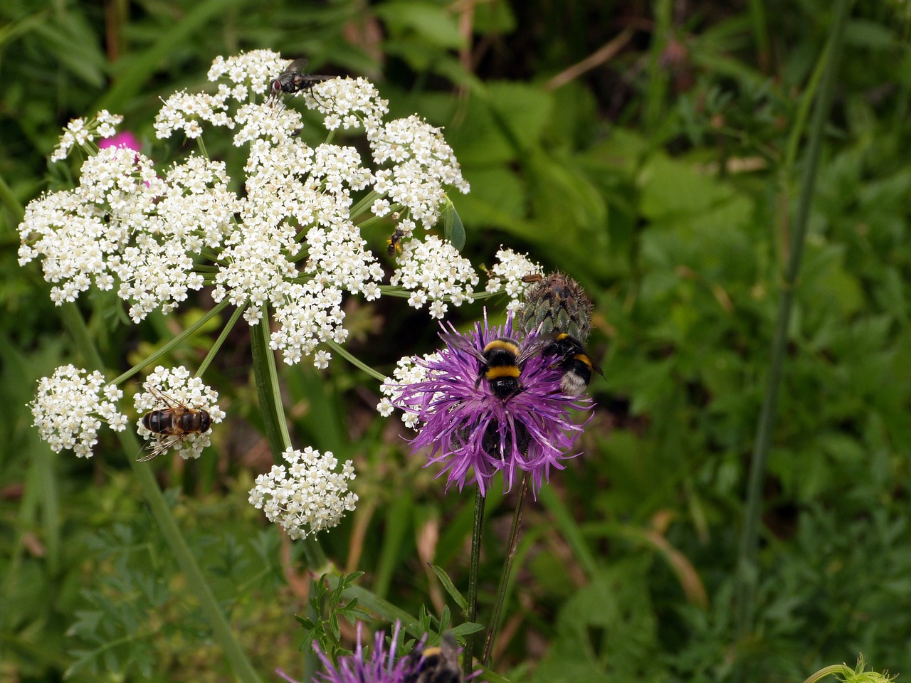 meadow  flower  flying bugs free photo