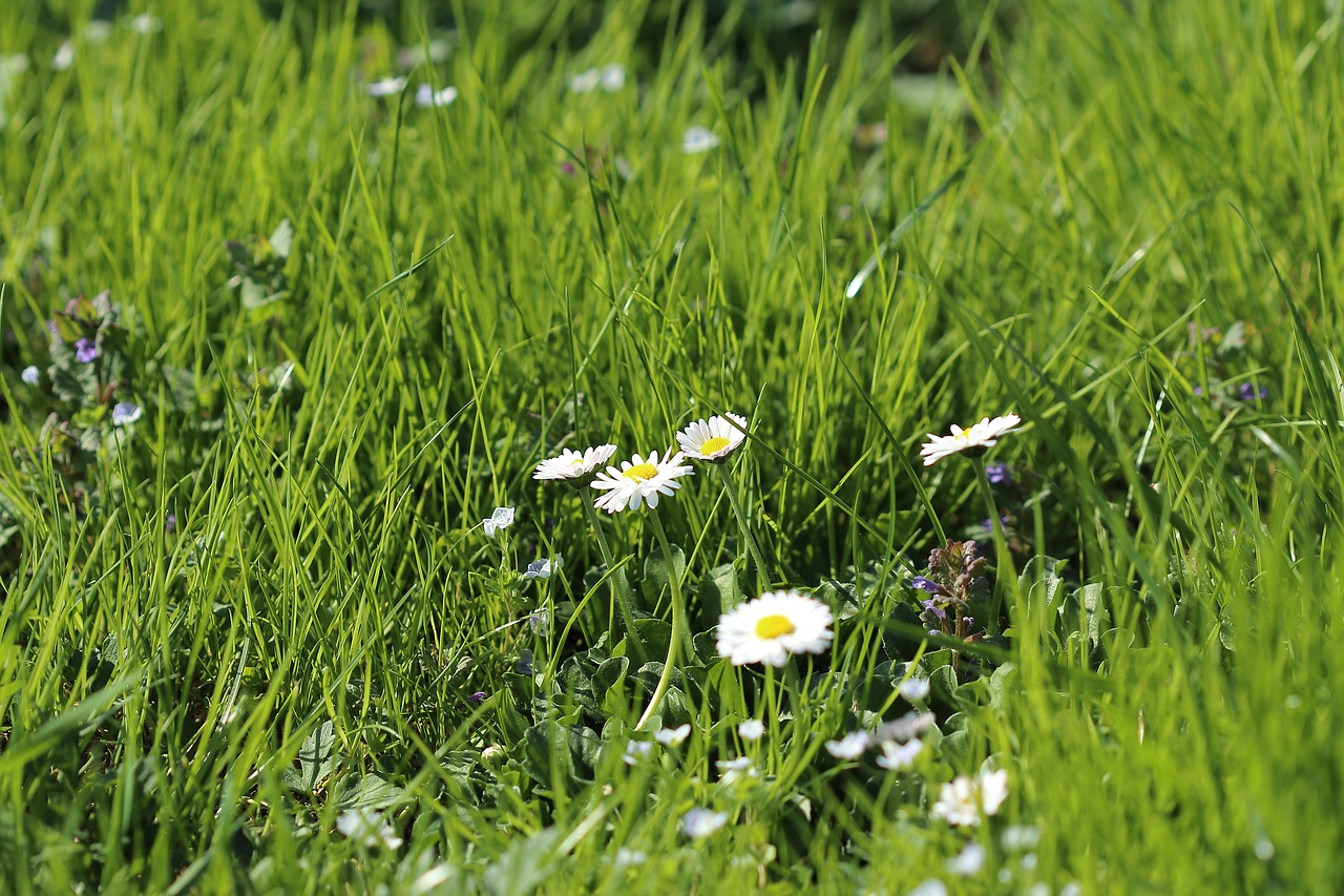 meadow  grass  flowers free photo