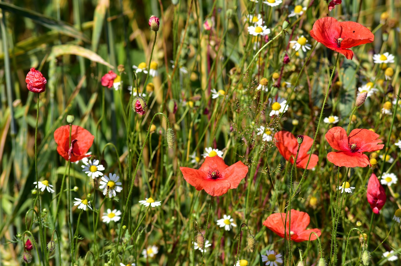 meadow  flower meadow  poppy free photo
