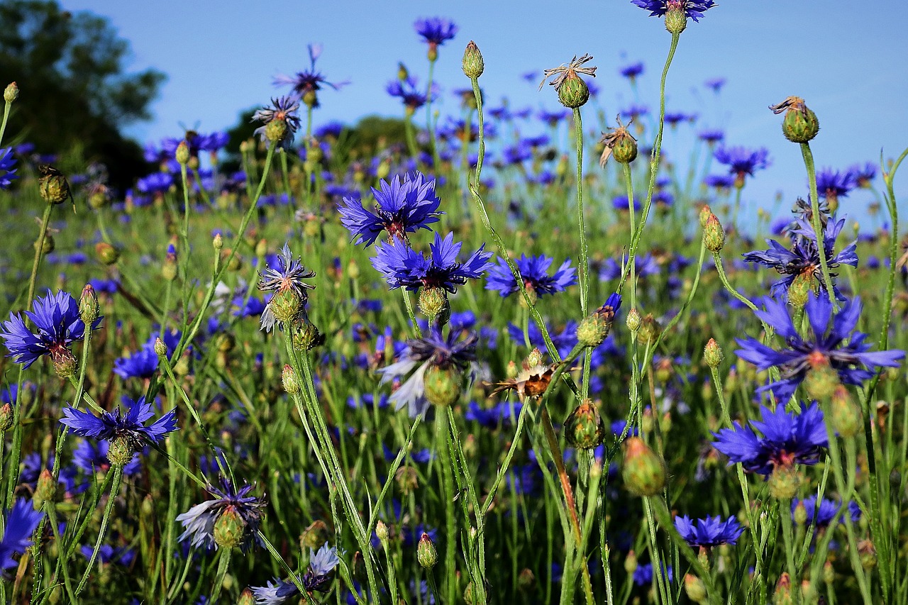 meadow  cornflowers  blue free photo