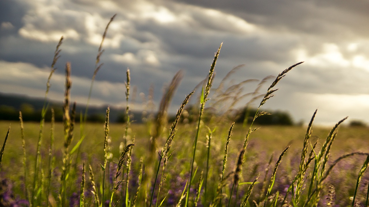 meadow landscape spring free photo