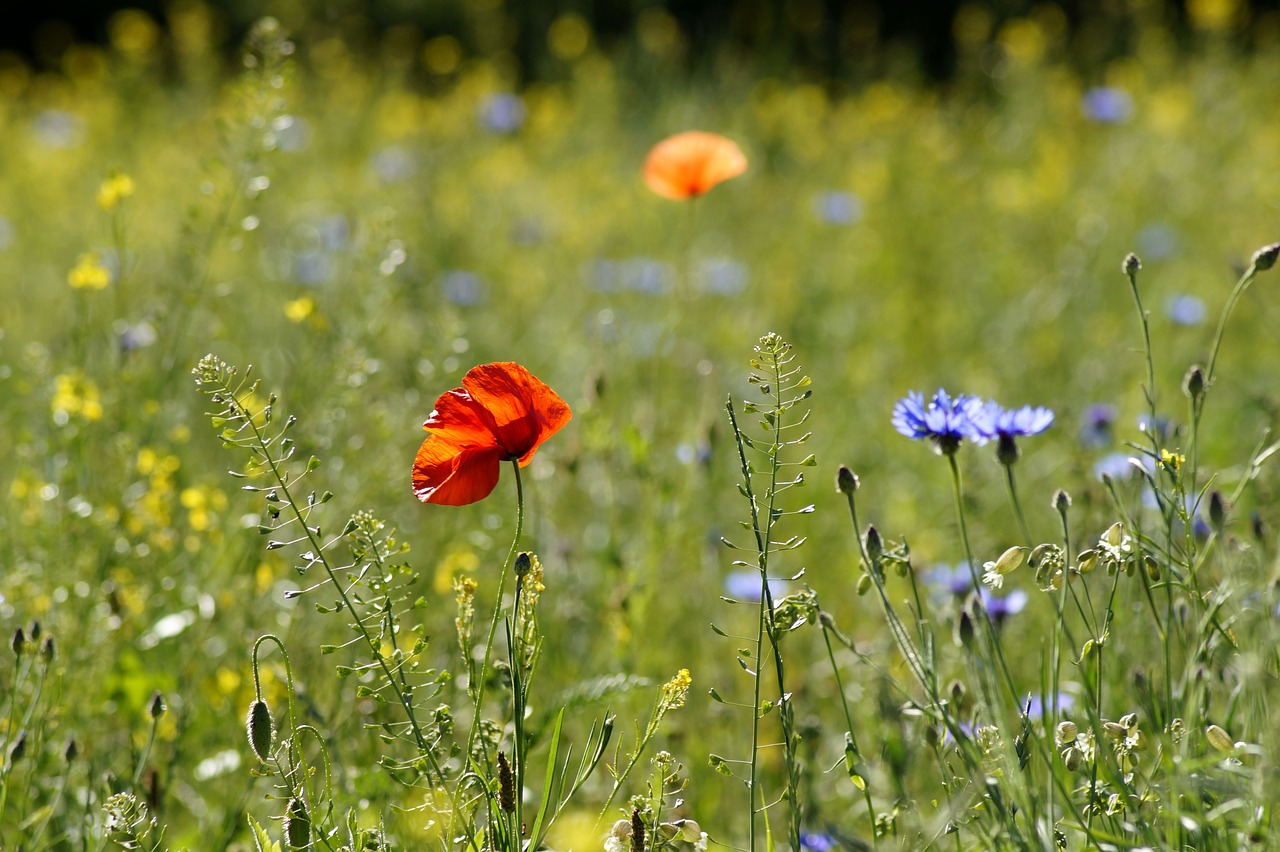 meadow  flower meadow  summer free photo