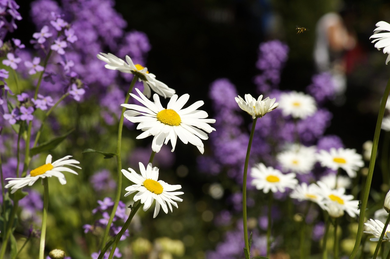 meadow  daisies  flower meadow free photo