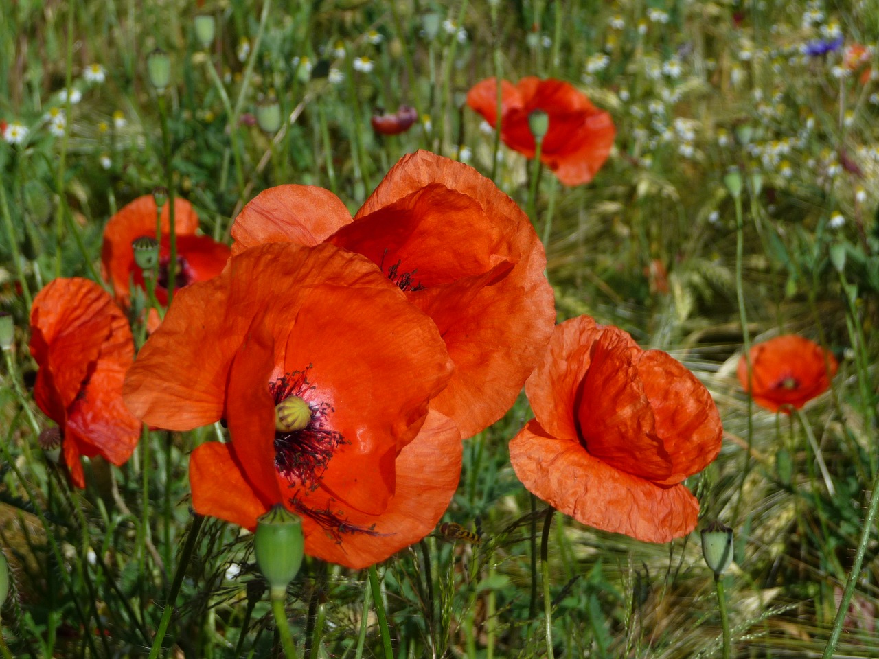 meadow  poppy  herbs free photo