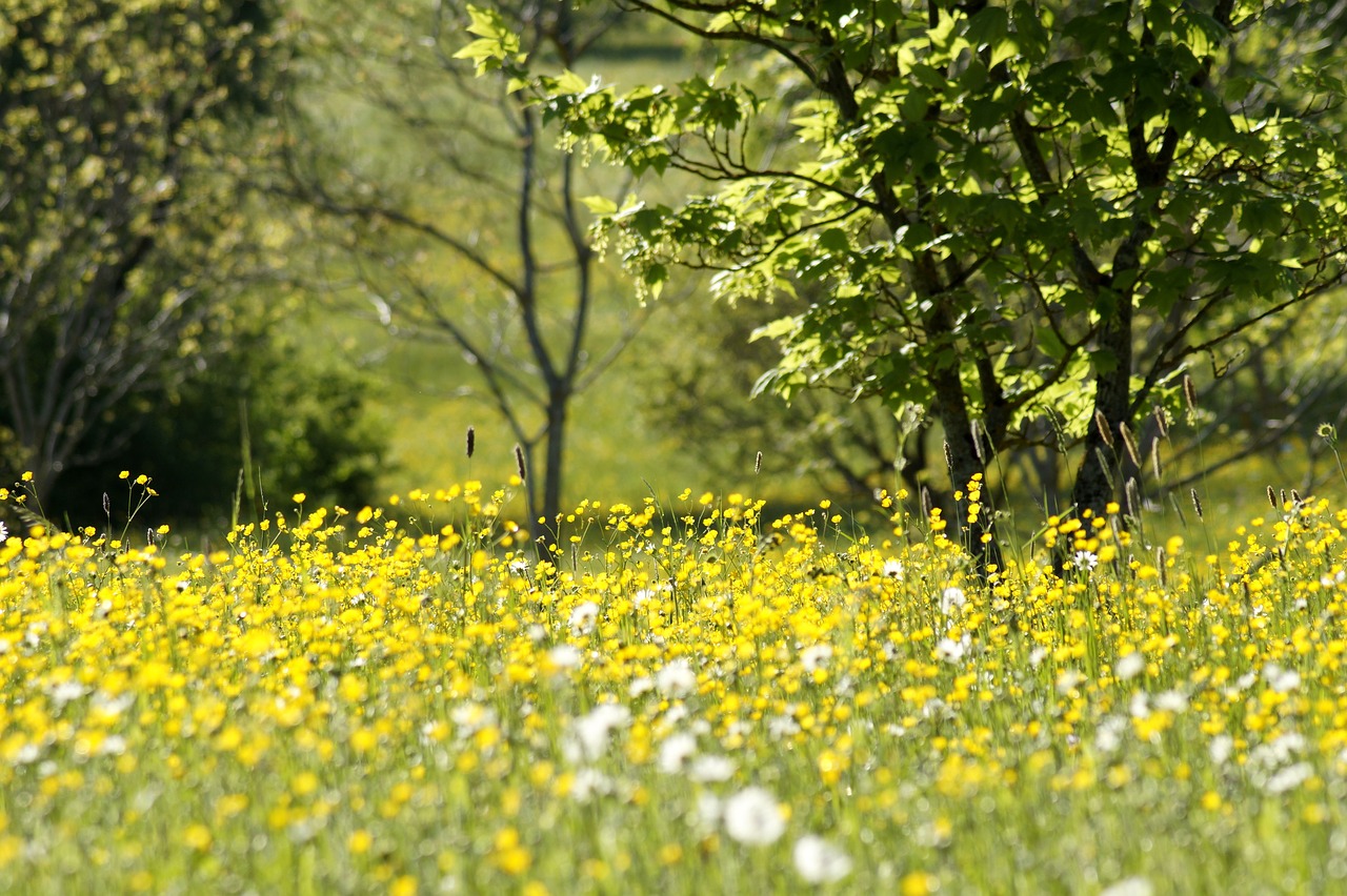 meadow  dandelion  buttercup free photo