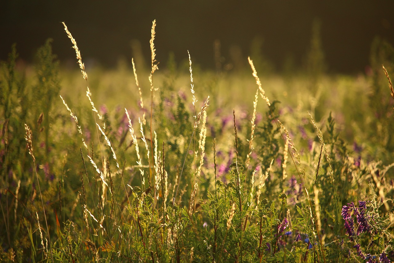 meadow  pasture  edge of field free photo