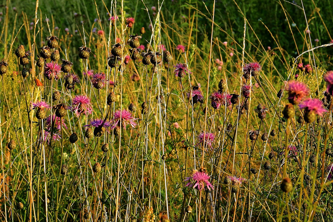 meadow  thistles  summer free photo