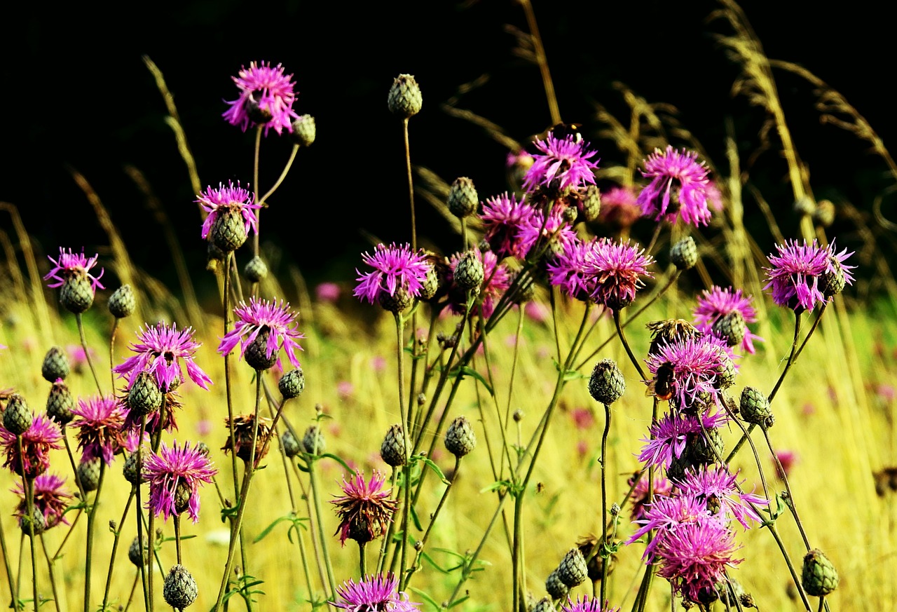 meadow  thistles  figure free photo