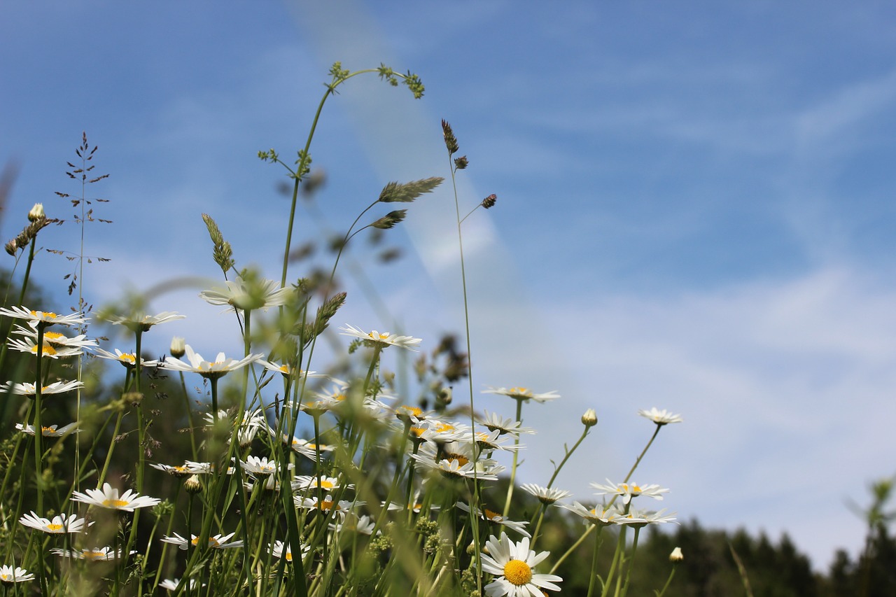 meadow sky landscape free photo