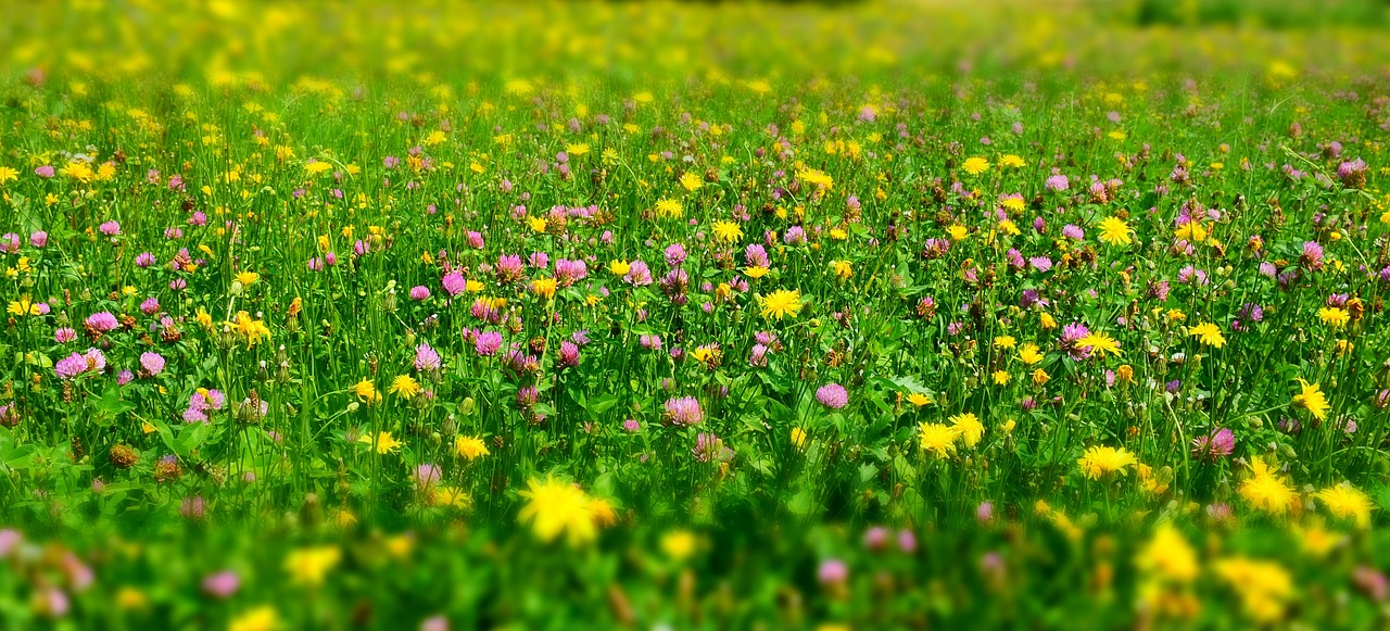 meadow  flower meadow  wild flowers free photo