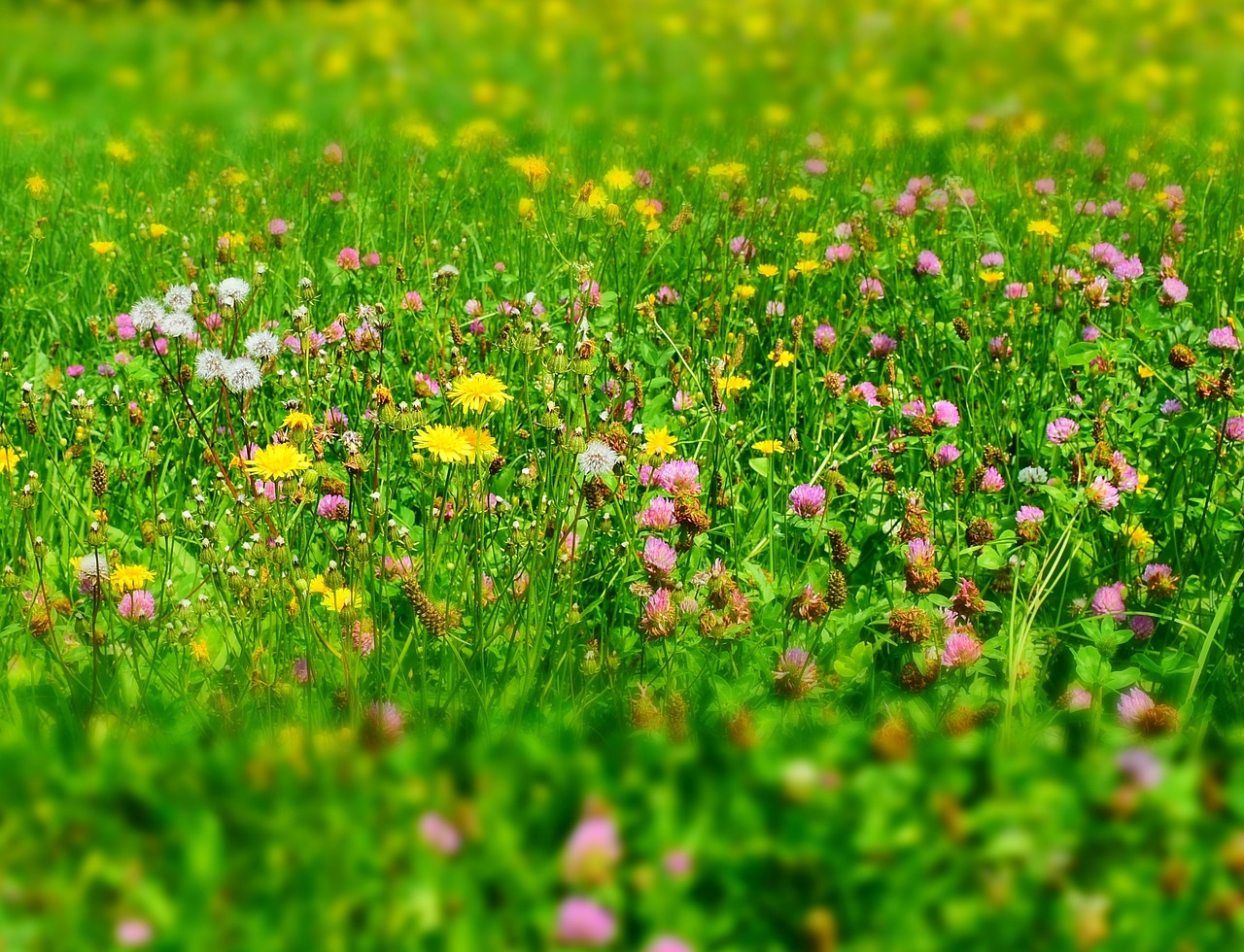 meadow  flower meadow  wild flowers free photo