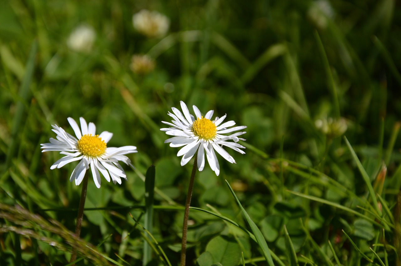 meadow  daisy  flowers free photo