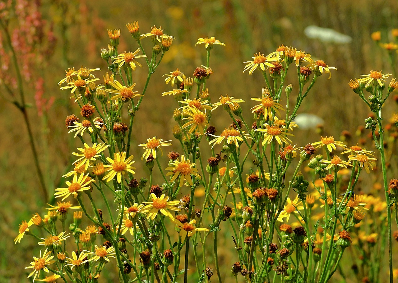 meadow  flowers  nature free photo