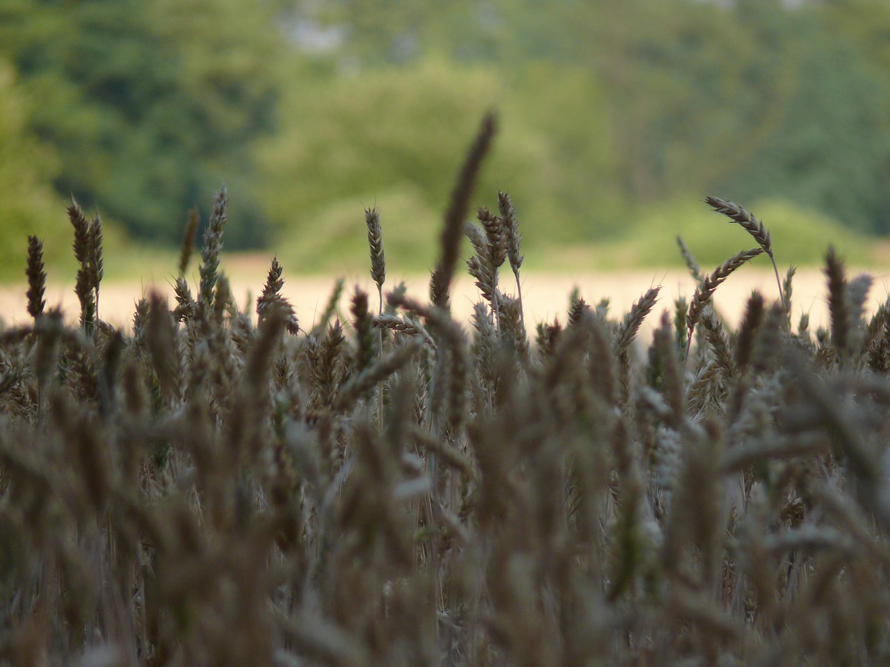 meadow  landscape  poland free photo