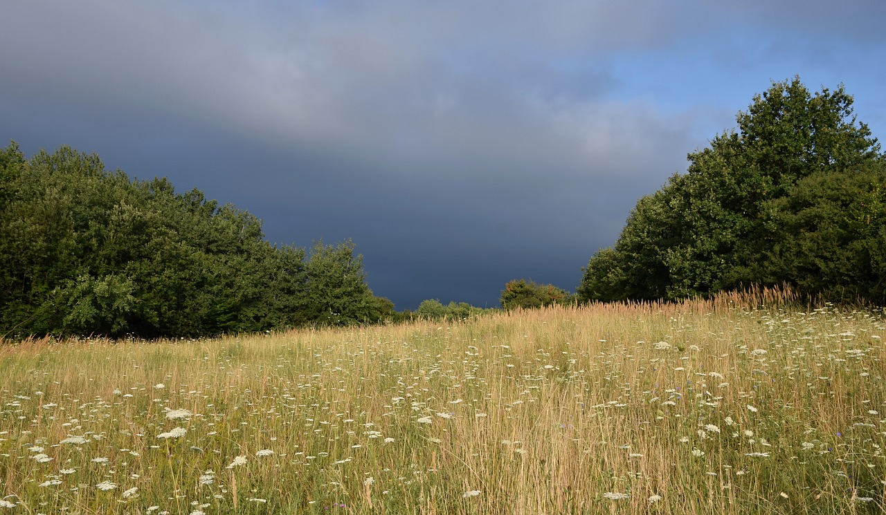 meadow  forest  the sky free photo