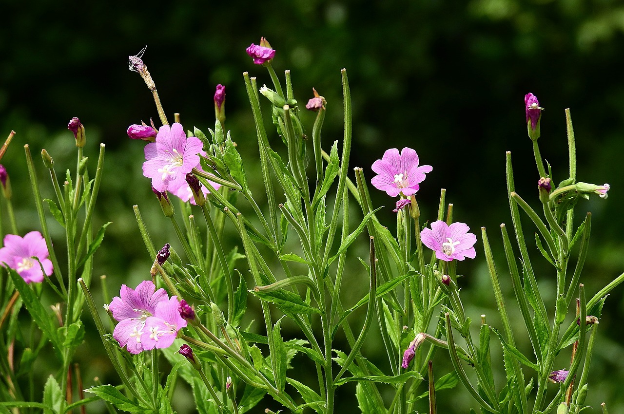 meadow  flowers  summer free photo